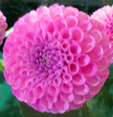 Dahlia ' 20TH AVE INGRID '  (Min.B.) Gibson  USA  2020 Greater Philadelphia D. S. Show, Longwood Gardens, USA 2022 (David Brown)